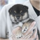 천안 강아지분양 도로시펫 이미지