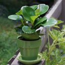 페페로미아 이미지