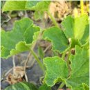 보석농장 이미지