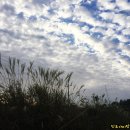 신동습지 이미지