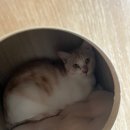 묘한쉼터 이미지