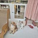 달콤하니냥 이미지