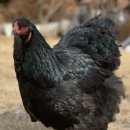 석원농장 이미지