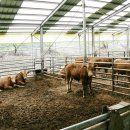 거대한우농장 이미지