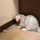 명동 고양이 카페 고양이 사랑채 후기