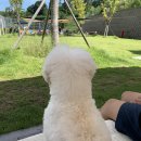 울산광역시 반려동물 문화센터 이미지