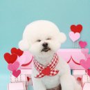 쁘띠그루밍 이미지