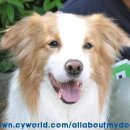 웃게해줄개 이미지