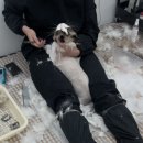 [미용 후기] 치코와 리타의 교감미용일기 (보라매고양이미용,보라매고양이미용실)