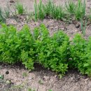 길손농장 이미지