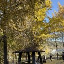 은행나무3길 이미지