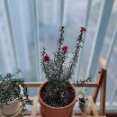 쿠페아 | 식린이 일지 / 애증의 꽃화분 - 쿠페아, 호주매화, 벨라로즈, 아메리칸블루, 동백나무