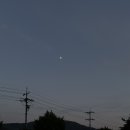 풀돌나무 이미지