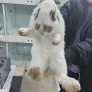 제주애니멀119제주