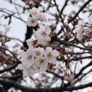 계양경기장 주경기장 | 인천 서부간선수로 벚꽃 실시간 개화현황