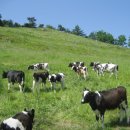 하대리목장 이미지