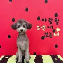 몽애견미용실 | 안양동애견미용 찾는다면? 쁘띠아몽 다녀온 솔직 후기