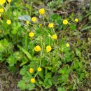 겹미나리아재비 Ranunculus acris 'Flore Pleno 이미지