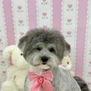 아멍띠에 이미지