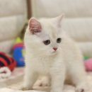 대구고양이분양 도레미캣 이미지