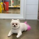 짱이야 애견미용 이미지