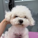 코코멍냥 이미지