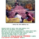 바캉스필수품 2탄 인기간식거리 ★초코스프레드/키즈스낵팩/참치캔/사과즙&amp;사과말랭이/아이조아김/신상야채자반~인기간식/아이들완소반찬 이미지
