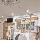 고양이별 캣 카페 이미지