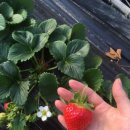 샘물농장 이미지