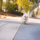 일산요미독강아지분양