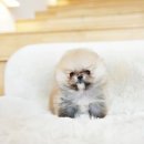 야옹아 멍멍해봐 강아지고양이 평택점 이미지