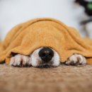 24시 송도힐 동물메디컬센터 이미지