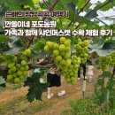마산초등학교 | 화성 깐돌이네 포도농원에서 샤인머스캣 수확 체험 후기