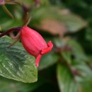 Chilean mite flower 이미지