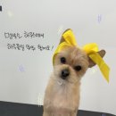 멍발소 하우스 이미지