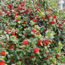 호랑가시나무 (식물) [Chinese holly][묘아자]의 효능 이미지