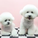 쥬니애견 이미지