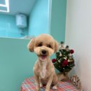 멍블리즈 네이버블로그