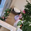 귀여븐댕 이미지