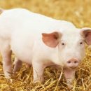 비육단지 이미지