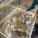 (주)유피앤아이 | 용인 수달카페, 수달앤쥬 방문 후기:0) (feat. 카피바라)