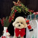 오늘도 뽀송하개 이미지