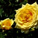 장미공원C 이미지