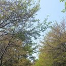 자은임도 이미지