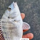 로뎀 해루질 펜션 이미지