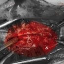 웨스턴 동물의료센터 이미지