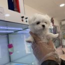 셀럽퍼피 이미지