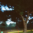 맹방초등학교 이미지