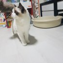 랙돌캐터리올리비아 네이버블로그