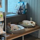 가온동물의료센터 이미지